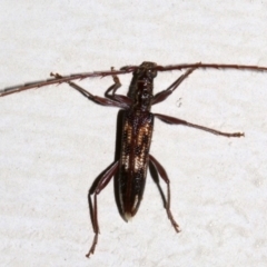 Coptocercus rubripes (Rubripes longhorn beetle) at Lilli Pilli, NSW - 8 Aug 2019 by jbromilow50