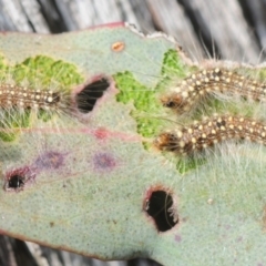 Uraba lugens (Gumleaf Skeletonizer) at Bruce, ACT - 7 Aug 2019 by Harrisi