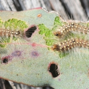 Uraba lugens at Bruce, ACT - 7 Aug 2019 11:57 AM