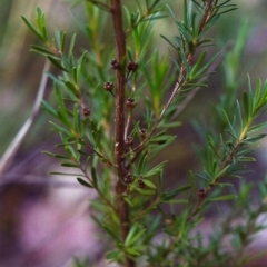 Kunzea ericoides (Burgan) at Tuggeranong Hill - 30 Nov 1999 by michaelb