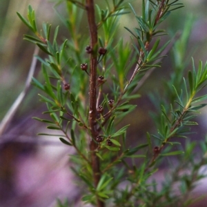 Kunzea ericoides at Conder, ACT - 1 Dec 1999 12:00 AM