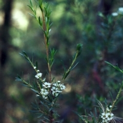 Kunzea ericoides (Burgan) at Conder, ACT - 22 Dec 2000 by michaelb