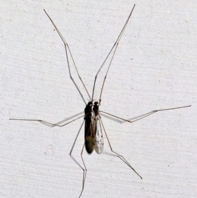 Limoniidae (family) (Unknown Limoniid Crane Fly) at Lilli Pilli, NSW - 8 Aug 2019 by jbromilow50