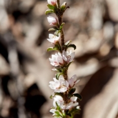 Boronia rigens (Stiff Boronia) at Morton National Park - 3 Aug 2019 by Boobook38