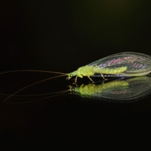 Chrysopidae (family) at Evatt, ACT - 11 Aug 2019 04:16 PM