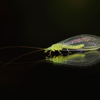 Chrysopidae (family) (Unidentified Green lacewing) at Evatt, ACT - 11 Aug 2019 by TimL