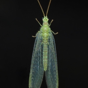 Chrysopidae (family) at Evatt, ACT - 11 Aug 2019 04:16 PM