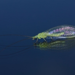 Chrysopidae (family) at Evatt, ACT - 11 Aug 2019