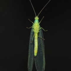 Chrysopidae (family) at Evatt, ACT - 11 Aug 2019 04:16 PM