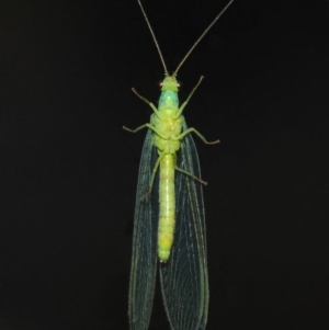 Chrysopidae (family) at Evatt, ACT - 11 Aug 2019