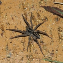 Venatrix speciosa (Wolf spider) at Evatt, ACT - 8 Aug 2019 by TimL