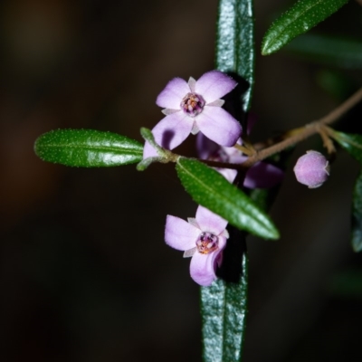 Boronia ledifolia (Ledum Boronia) at Bundanoon - 7 Aug 2019 by Boobook38