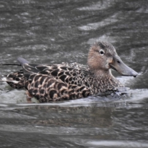 Spatula rhynchotis at Fyshwick, ACT - 13 Aug 2019