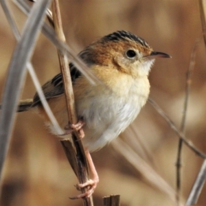 Cisticola exilis at Fyshwick, ACT - 13 Aug 2019