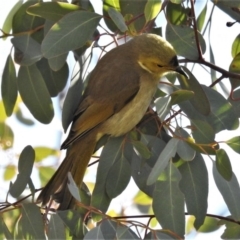 Ptilotula penicillata (White-plumed Honeyeater) at Fyshwick, ACT - 13 Aug 2019 by JohnBundock