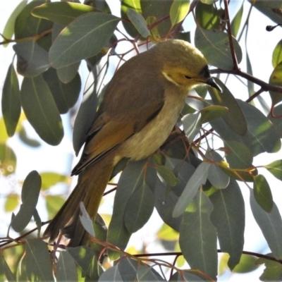 Ptilotula penicillata (White-plumed Honeyeater) at Fyshwick, ACT - 13 Aug 2019 by JohnBundock