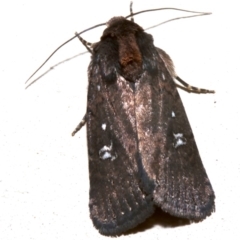 Proteuxoa provisional species 2 (A Noctuid moth) at Lilli Pilli, NSW - 10 Aug 2019 by jb2602