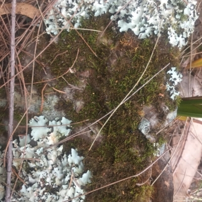 Unidentified Moss, Liverwort or Hornwort at Tathra Public School - 13 Aug 2019 by Oskar