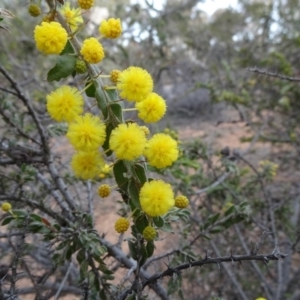 Acacia paradoxa at Campbell, ACT - 4 Aug 2019