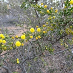 Acacia paradoxa at Campbell, ACT - 4 Aug 2019