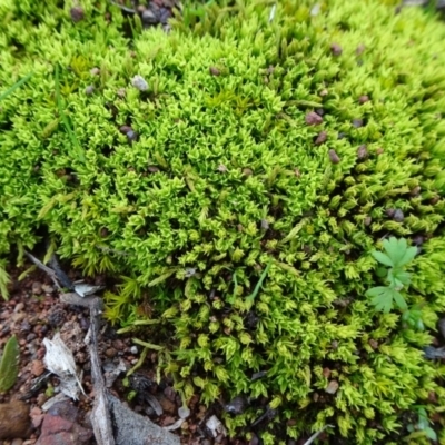 Pottiaceae (family) (A moss) at Campbell, ACT - 4 Aug 2019 by JanetRussell