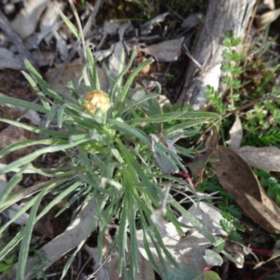 Leucochrysum albicans subsp. albicans (Hoary Sunray) at Campbell, ACT - 4 Aug 2019 by JanetRussell