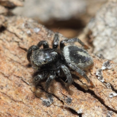 Salpesia sp. (genus) (Salpesia Jumping Spider) at ANBG - 7 Aug 2019 by TimL