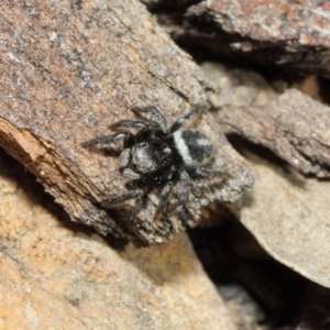 Salpesia sp. (genus) at Acton, ACT - 7 Aug 2019