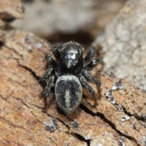 Salpesia sp. (genus) at Acton, ACT - 7 Aug 2019