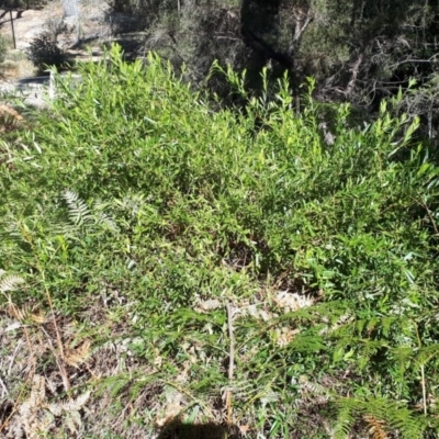 Billardiera fusiformis (Australian Bluebell) at - 13 Aug 2019 by KarenG