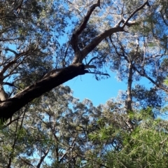 Eucalyptus piperita (Peppermint Stringybark) at  - 13 Aug 2019 by KarenG