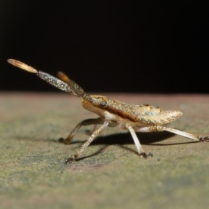 Pentatomoidea (superfamily) at Acton, ACT - 7 Aug 2019 01:41 PM