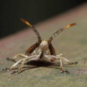 Pentatomoidea (superfamily) at Acton, ACT - 7 Aug 2019 01:41 PM