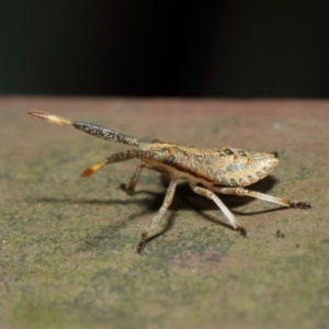 Pentatomoidea (superfamily) at Acton, ACT - 7 Aug 2019 01:41 PM