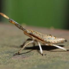 Pentatomoidea (superfamily) at Acton, ACT - 7 Aug 2019 01:41 PM