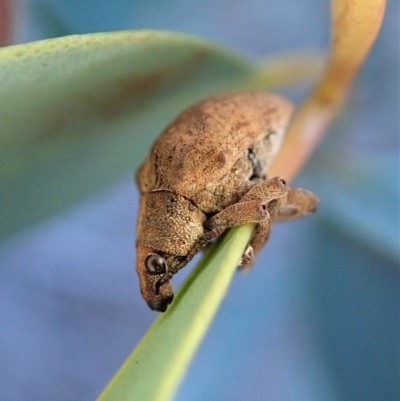 Gonipterus sp. (genus) (Eucalyptus Weevil) at Dunlop, ACT - 6 Aug 2019 by CathB