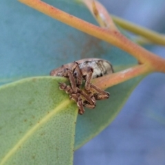 Gonipterus sp. (genus) at Dunlop, ACT - 6 Aug 2019