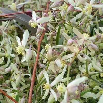 Clematis leptophylla (Small-leaf Clematis, Old Man's Beard) at Watson Woodlands - 13 Aug 2019 by AaronClausen