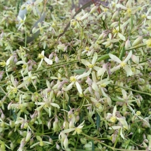 Clematis leptophylla at Watson, ACT - 13 Aug 2019