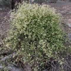 Clematis leptophylla at Watson, ACT - 13 Aug 2019 05:21 PM