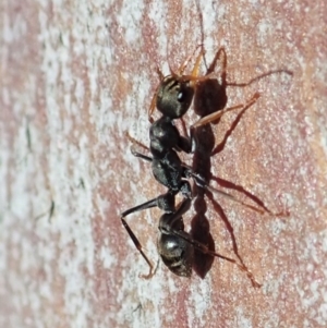 Myrmecia sp. (genus) at Cook, ACT - 12 Aug 2019