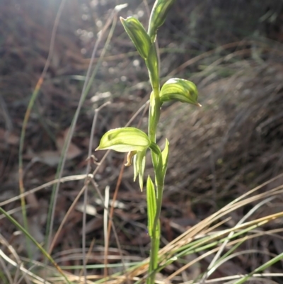 Bunochilus umbrinus (ACT) = Pterostylis umbrina (NSW) (Broad-sepaled Leafy Greenhood) by CathB