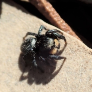 Salticidae sp. 'Golden palps' at Cook, ACT - 7 Aug 2019 01:40 PM