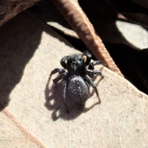 Salticidae sp. 'Golden palps' at Cook, ACT - 7 Aug 2019 01:40 PM