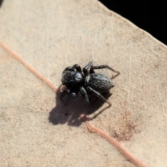 Salticidae sp. 'Golden palps' at Cook, ACT - 7 Aug 2019 01:40 PM