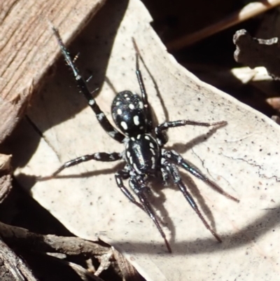 Nyssus albopunctatus (White-spotted swift spider) at Cook, ACT - 12 Aug 2019 by CathB