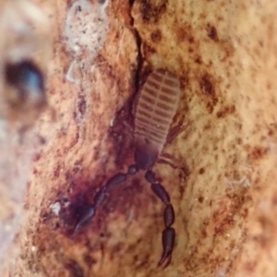 Conicochernes sp. (genus) (Chernetid Pseudoscorpion) at Mount Painter - 12 Aug 2019 by CathB