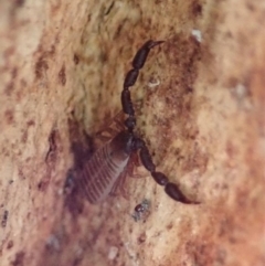 Conicochernes sp. (genus) at Cook, ACT - 12 Aug 2019 03:16 PM