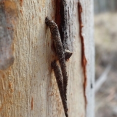 Psychidae (family) IMMATURE (Unidentified case moth or bagworm) at Aranda Bushland - 11 Aug 2019 by CathB