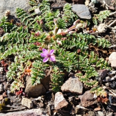 Erodium cicutarium (Common Storksbill, Common Crowfoot) at Rugosa - 13 Aug 2019 by SenexRugosus